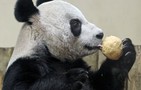 Panda ganha 'ceia' de Natal em zoológico (AP)
