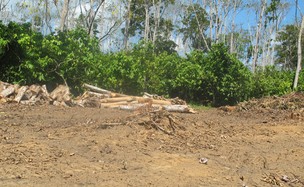 Árvores derrubadas para alargamento de estrada que dá acesso aos acampamentos e à Transamazônica (Foto: Mariana Oliveira / G1)