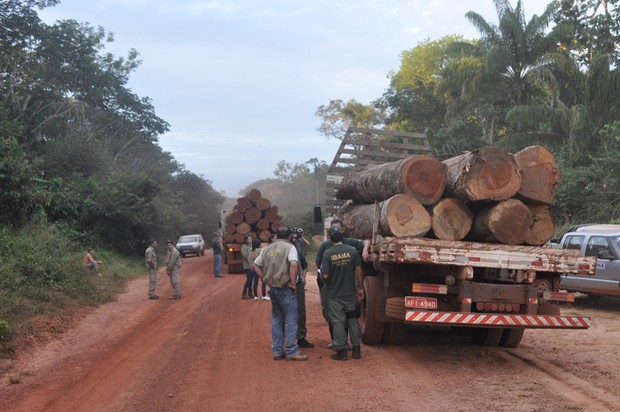 Caminhões com madeira ilegal apreendidos pelo Ibama no Mato Grosso (Foto: Divulgação)