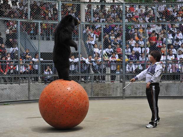 Um urso que consegue ficar em pé em cima de uma bola é uma das principais atrações de um zoológico em Fuzhou, na província de Fujian (China.). Os turistas ficam maravilhados com o equilíbrio demonstrado pelo animal.