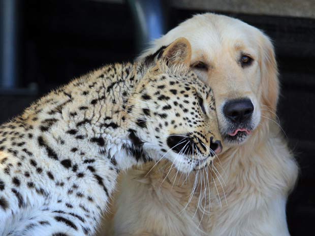 Leopardo e cão mantêm amizade inusitada na África do Sul.
