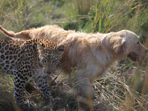 O leopardo 'Salati' e o cachorro 'Tommy' estão sempre juntos.
