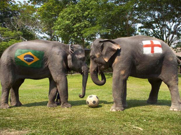 O elefante chamado ‘Duanpen’ teve pintado em seu corpo a bandeira da Inglaterra, enquanto a fêmea ‘Thongsri’ foi escolhida para defender as cores do Brasil. 