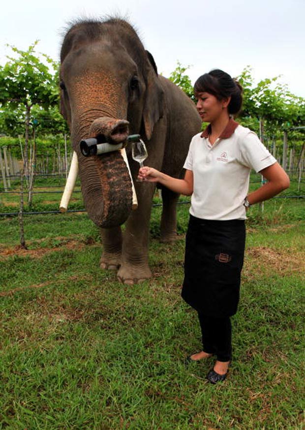 O elefante chamado 'Game' tem mostrado habilidade de garçom em um vinhedo na zona rural de Hua Hin,  na Tailândia. Usando a tromba, o animal segura a garrafa de vinho e serve os visitantes.