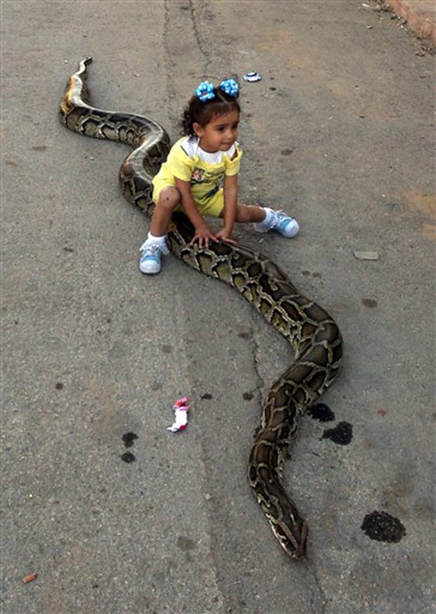 Menina brinca com cobra em Ramallah.