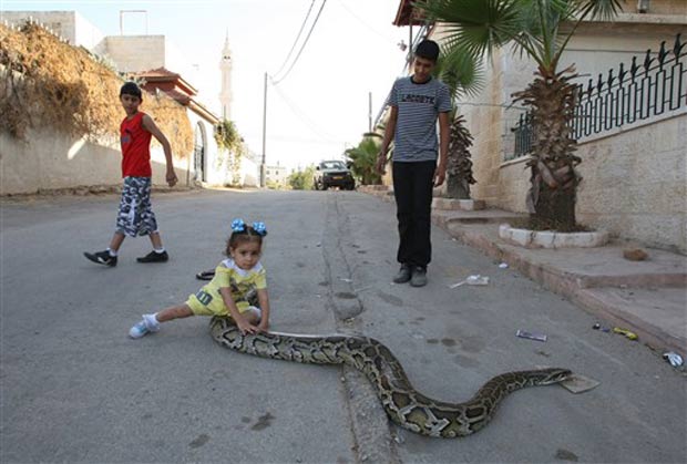 Cobra é mantida como animal de estimação por família palestina.