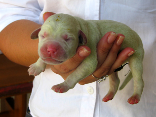 Apelidado de Hulk, filhote de labrador nasceu com a coloração esverdeada em Mairinque