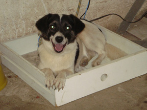 Cachorro em abrigo em Teresópolis - Chuvas Região Serrana