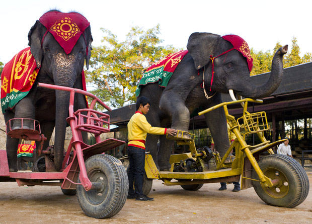 Os elefantes Kwanmueng, 7 anos, e Sarai, 9, demonstram funcionamento de bicicleta fabricada especialmente para os paquidermes na cidade tailandesa de Pattaya. Segundo o gerente do parque do centro turístico Nong Nooch, Adul Chaiparb, um elefante leva em média 6 meses para aprender a andar de bicicleta