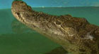 Crocodilo
engole celular em aquário (AP)
