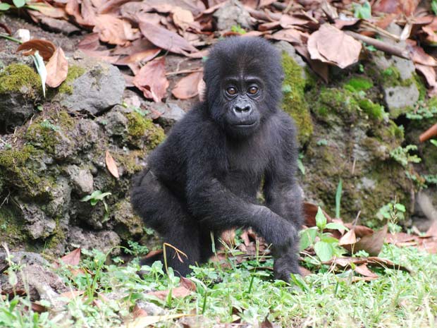 Gorilas órfãos 1 (Foto: The Dian Fossey Gorilla Fund International / via BBC)