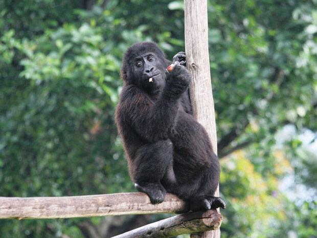 Gorilas órfãos 2 (Foto: The Dian Fossey Gorilla Fund International / via BBC)