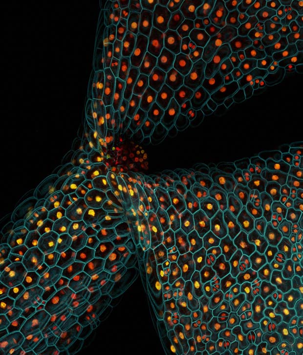 Proteínas no caule de uma planta Arabidopsis thaliana (Foto: Fernan Federici e Lionel Dupuy/Wellcome Images)