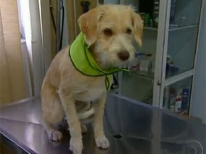 Cão parecido com 'Pinpoo' é adotado (Foto: Reprodução/TV Globo)