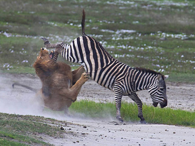 Zebra coice leão 1 (Foto: Thomas Whetten / Caters / via BBC)