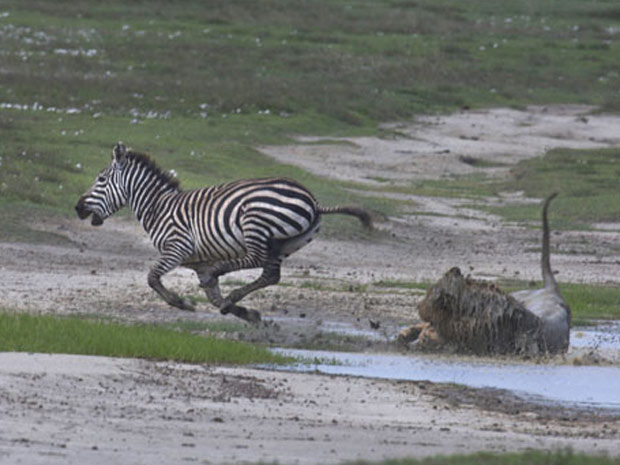 Zebra coice leão 2 (Foto: Thomas Whetten / Caters / via BBC)