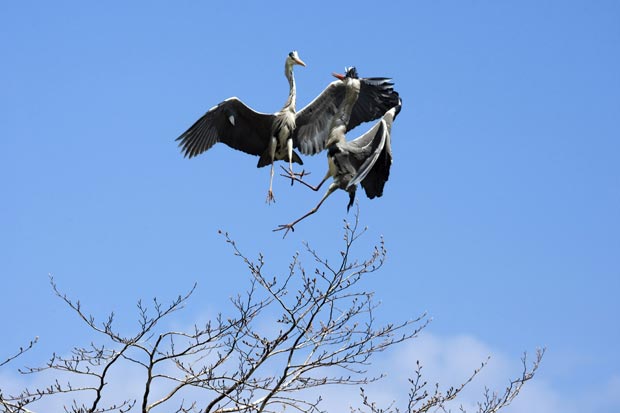 Combate aéreo ocorreu, já que ambas as aves pretendiam construir seu ninho na mesma árvore. (Foto: Marina Cano/Barcroft Media/Getty Images)