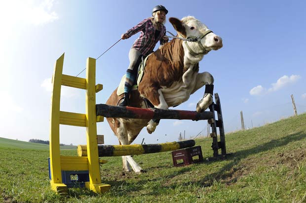 Regina Mayer salta obstáculo com a vaca 'Luna'. (Foto: Kerstin Jönsson/AP)
