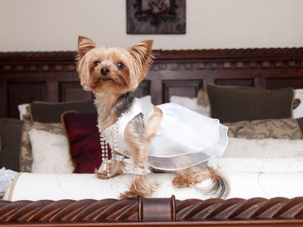 'Dama de honra', cadela 'Lulu' usou vestido de 100 libras. (Foto: Mike Gilmore/Barcroft Media/Getty Images)