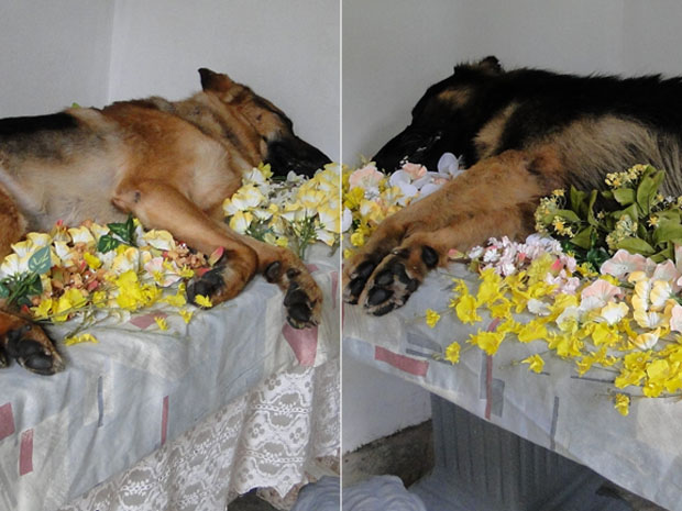Cães mortos em serviço são cremados com honras militares em Minas. (Foto: Heloísa Mendonça)
