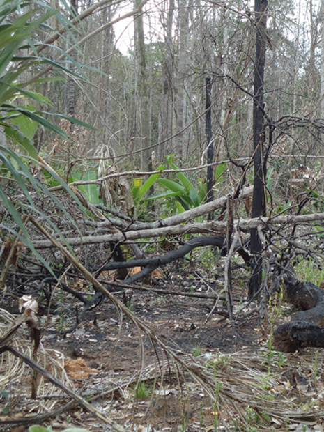 Área da floresta Amazônica atingida por queimada no Mato Grosso em 2011 (Foto: Divulgação/Ibama)