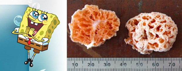 À esquerda, o personagem do desenho animado; à direita, o fungo que ganhou seu nome como homenagem. (Foto: Divulgação)