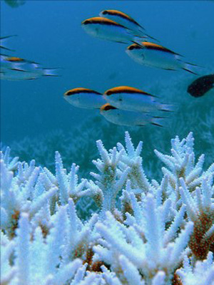Um recife de corais, um dos exemplos de vida nos oceanos. (Foto: IPSO / via BBC)