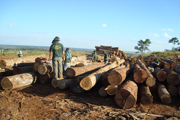 Madeira derrubada ilegalmente é apreendida no norte de Mato Grosso. (Foto: Divulgação/Ibama)