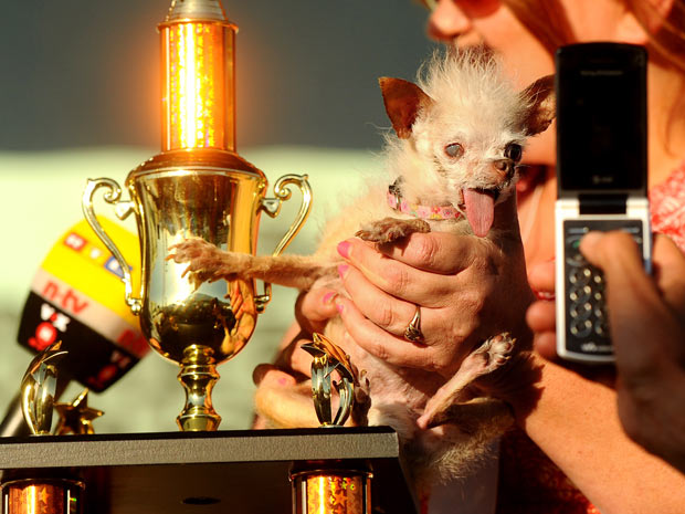 'Yoda' posa com troféu após sua vitória na edição de 2011 do Concurso de Cão Mais Feio do Mundo em Petaluma, na Califórnia, na sexta-feira (24). Sua raça é o resultado do cruzamento entre um chihuahua e um cão cristado chinês. Além do troféu, o cão garant (Foto: Noah Berger/AP)