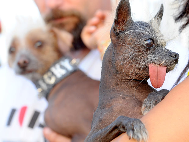 'Hector' (dir.) e 'Icky', dois cães cristados chineses, também foram vencidos pela (falta de) beleza de 'Yoda' (Foto: Noah Berger/AP)