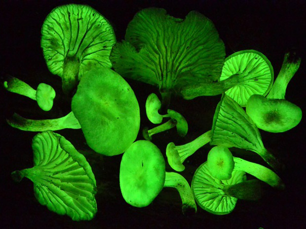 A ciência ainda não desvendou o processo químico que permite que o fungo produza luz (Foto: Cassius V.Stevani_IQ_USP )