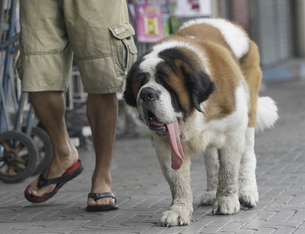 O cachorro são bernardo "Milo" foi flagrado nesta terça-feira (12) ofegante durante passeio com seu proprietário, Amphon Ananpavrivan, em Bangcoc, na Tailândia.  (Foto: Sakchai Lalit/AP)