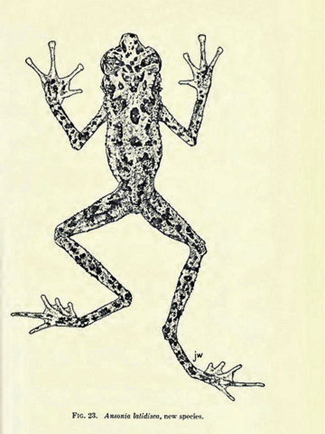 Ilustração feita em 1924 foi último vestígio sobre a espécie Ansonia latidisca (Foto: Divulgação/Fieldiana Zoology)