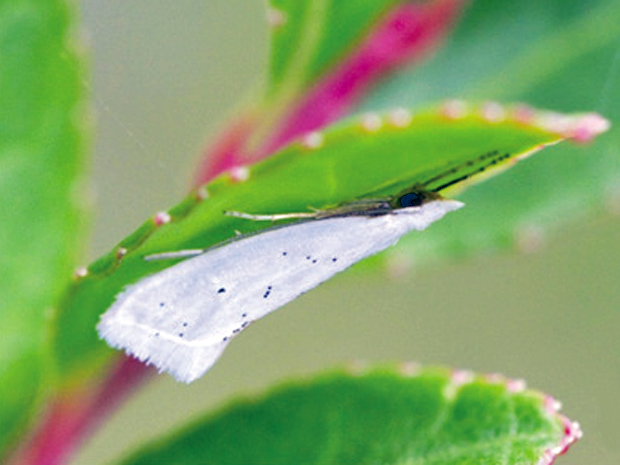 Nova espécie de micro-mariposa descoberta por pesquisadores dos Estados Unidos e da Costa Rica. Na foto, a espécie Eucalantica costaricae. (Foto: Divulgação/Sohn &amp; Nishida)