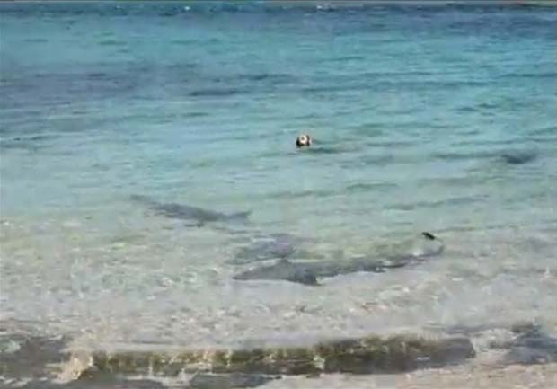 Cão nada ao lado de tubarões na Austrália. (Foto: Russell Hood-Penn/Reuters)