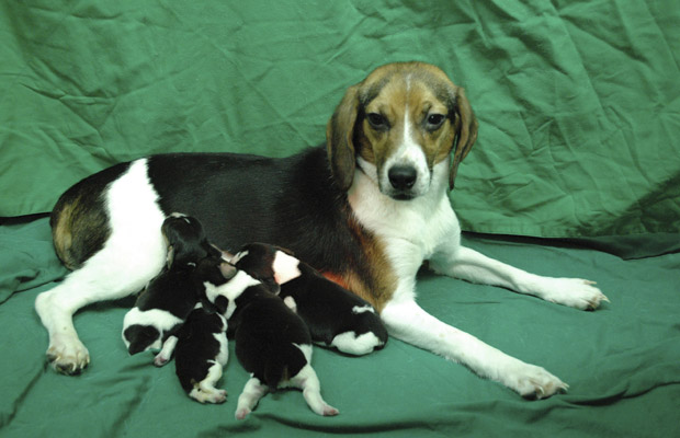 A cadela Tagon e seus filhotes (Foto: Reuters)