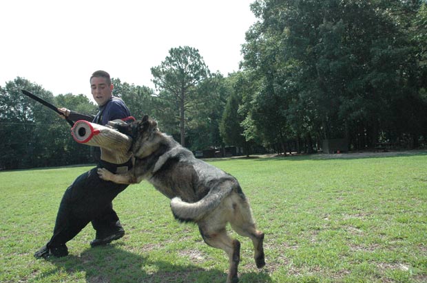 Instrutor Patrick Ashley treina a cadela Cassandra. (Foto: Barcroft Media/Getty Images)
