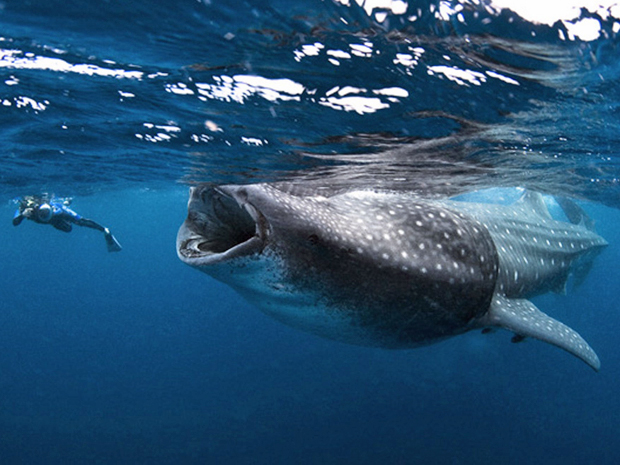 Pesquisador faz imagem de exemplar de tubarão-baleia, que pode medir até 12 metros de comprimento (Foto: Mauricio Handler/nationalgeographic.com/news )