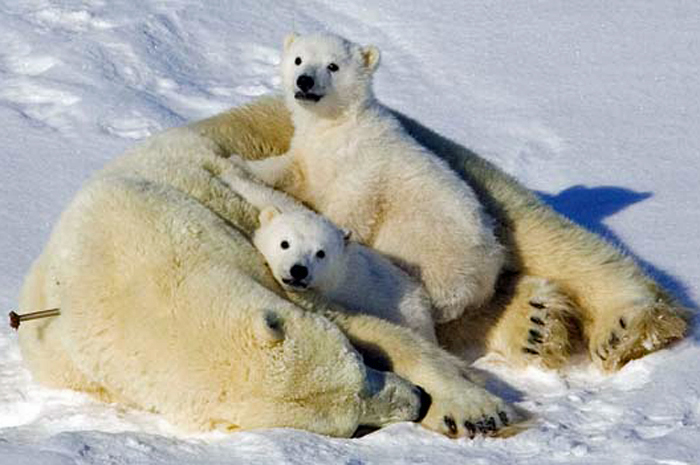 Uma família de ursos polares foi alvejada com tranquilizantes e retirada da cidade canadense de Churchill após revirar latas de lixo do local (Foto: Caters/BBC)