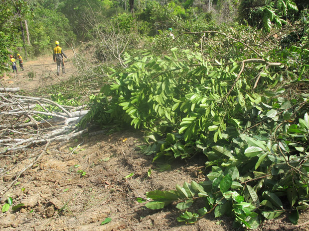 Árvores derrubadas para alargamento de estrada que dá acesso aos acampamentos e à Transamazônica (Foto: Mariana Oliveira / G1)