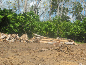 Norte Energia ainda não tem destinação definida para a madeira obtida após derrubada de árvores (Foto: Mariana Oliveira / G1)