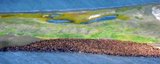Imagem divulgada nesta sexta-feira de um aglomerado de morsas na costa do Alasca. Derretimento do gelo em regiões com água rasa tem fomentado a migração destes animais marinhos para ambientes terrestres (Foto: AP)