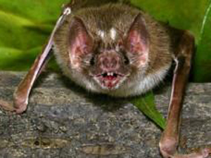 Morcego derrame 1 (Foto: BBC)