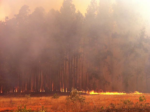 Incêndio de grandes proporções consome área de reflorestamento na Floresta Nacional de Brasília neste domingo(11). (Foto: Káthia Mello/G1) (Foto: Káthia Mello/G1)