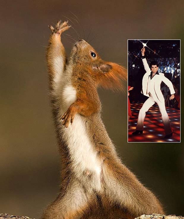 Em 2010, o fotógrafo polonês Marek Paluch flagrou um esquilo fazendo movimentos que lembram o filme 'Os Embalos de Sábado à Noite', mais precisamente o personagem de John Travolta. (Foto: Reprodução)