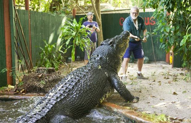 'Cassius' mede 5,5 metros. (Foto: Reprodução/Marineland Melanesia Crocodile Habitat)