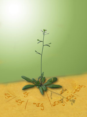 Desenho da 'Arabidopsis', planta muito usada em estudos de genética (Foto: Sociedade Max Planck de Biologia do Desenvolvimento)