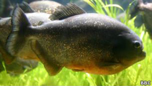 Piranhas emitem sons com a bexiga natatória (Foto: BBC)