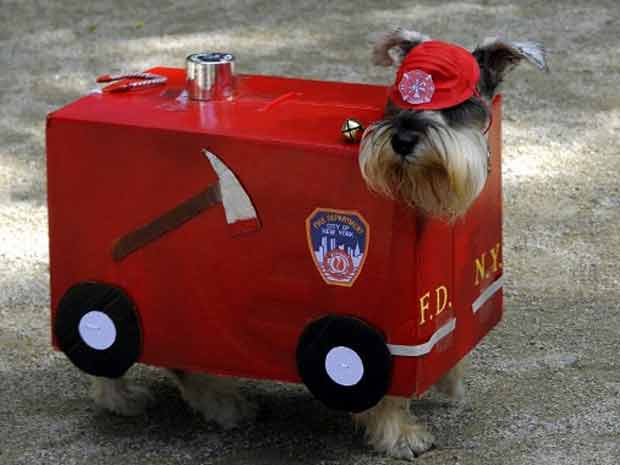 Cão aparece fantasiado de carro de bombeiros em festa na Tompkins Square, em Nova York, neste sábado (22), em 'preparação para o Halloween, celebrado em 31 de outubro (Foto: AFP)