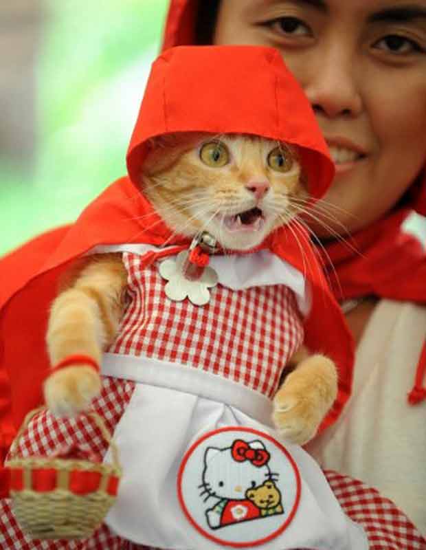 Em outra festa, da sociedade protetora dos animais de Manila, nas Filipinas, a gatinha Rue foi de Chapeuzinho Vermelho, com um toque de 'Hello Kitty' (Foto: AFP)